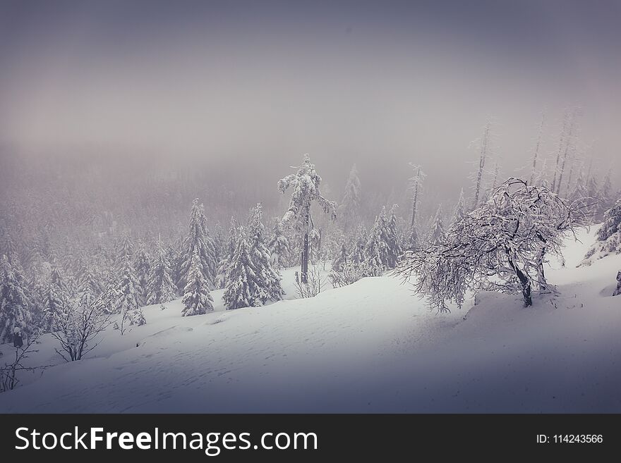 A winter landscape on the Brocken near Schierke