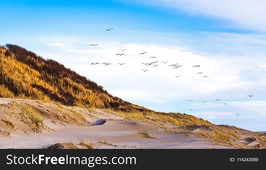 Birds at the beach near Blavand