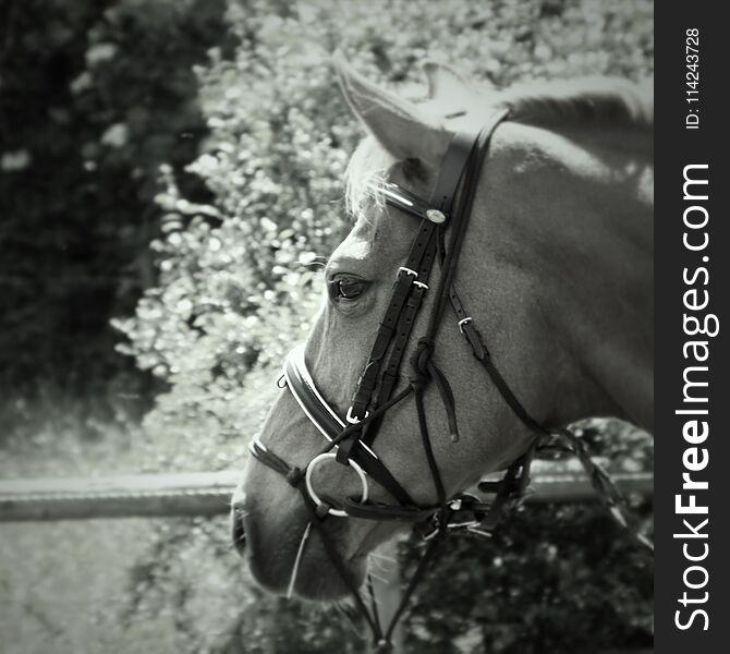 Black and white head shot of danish warmblood horse in bridle looking away and to the left. Taken in the summer in bright sunlight. Wearing diamnonte browband. Black and white head shot of danish warmblood horse in bridle looking away and to the left. Taken in the summer in bright sunlight. Wearing diamnonte browband