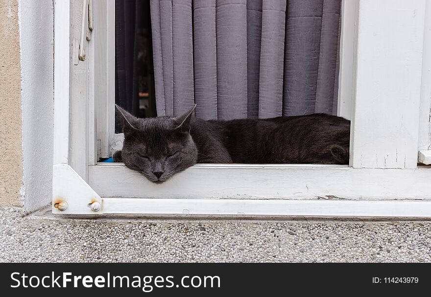 Beautiful gray cat napping on a wooden window sill, close up