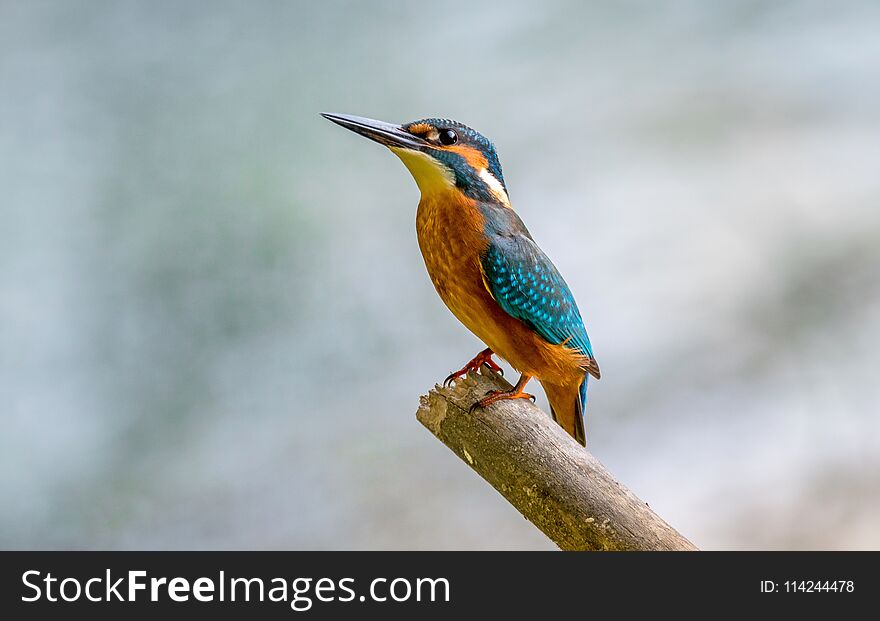 Kingfisher Sitting On The Bough