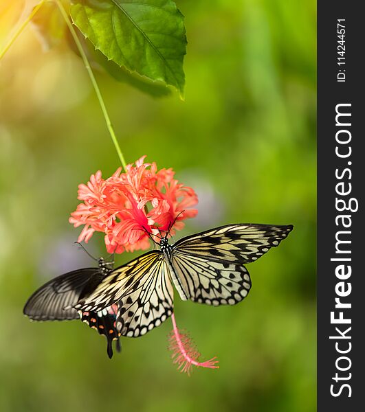 Beautiful butterfly Paper Kite, Idea leuconoe in tropical forest sitting on blossom. Tropical nature of rain forest, butterfly insect macro photography.