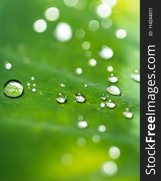 Beautiful Detail Of Leaf With Water Drops, Macro Photo.