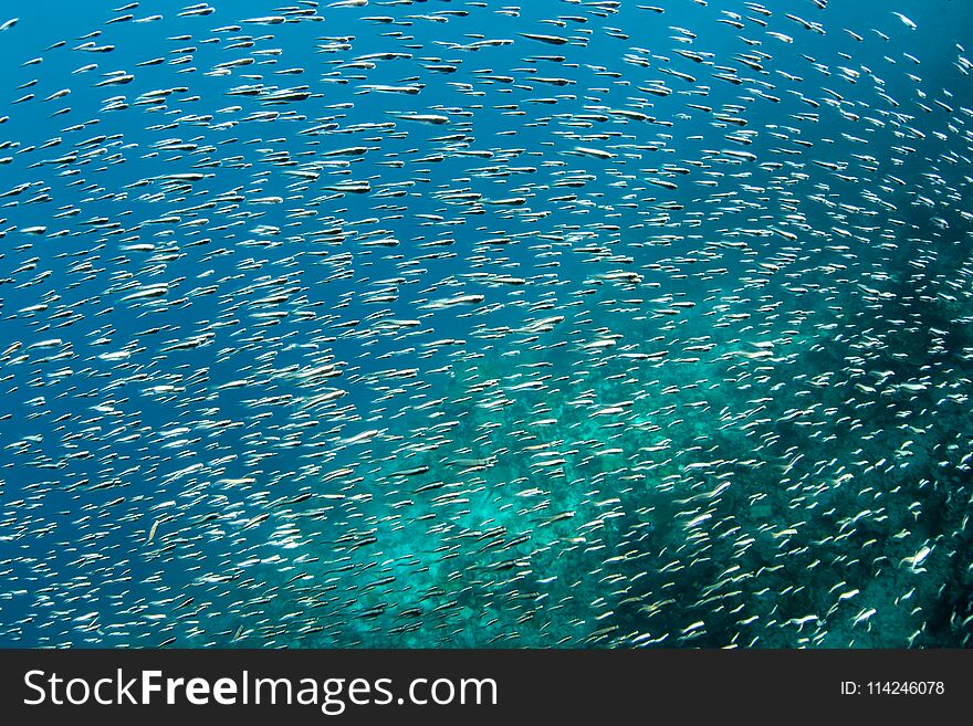 A massive school of juvenile convict bennies swims through the waters of Raja Ampat, Indonesia. This tropical region is known as the heart of the Coral Triangle due to its marine biodiversity. A massive school of juvenile convict bennies swims through the waters of Raja Ampat, Indonesia. This tropical region is known as the heart of the Coral Triangle due to its marine biodiversity.