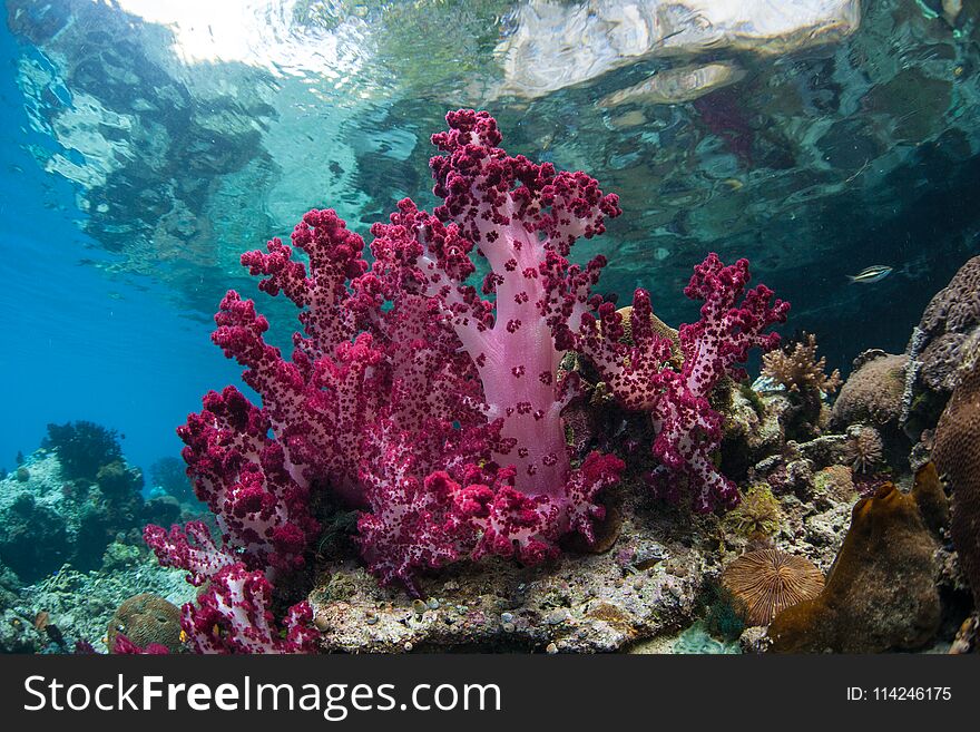 Magenta Soft Corals in Raja Ampat