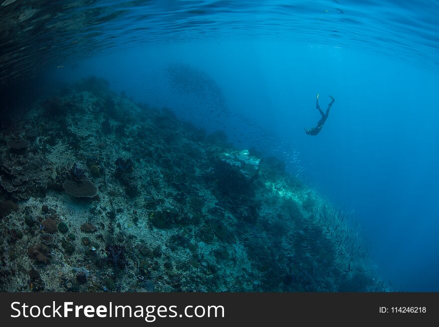 Snorkeler And Coral Reef Slope In Raja Ampat