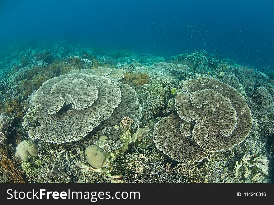 Beautiful Coral Reef in Raja Ampat