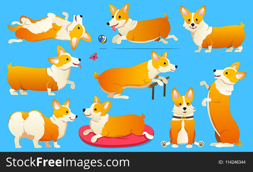 Set of cute dogs breed Welsh Corgi Pembroke on white background. A domestic pet, a happy royal animal for girls. Funny Red haired puppy looks like a fox. Vector illustration. Set of cute dogs breed Welsh Corgi Pembroke on white background. A domestic pet, a happy royal animal for girls. Funny Red haired puppy looks like a fox. Vector illustration