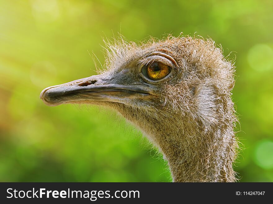 Portrait of Ostrich against Green Background