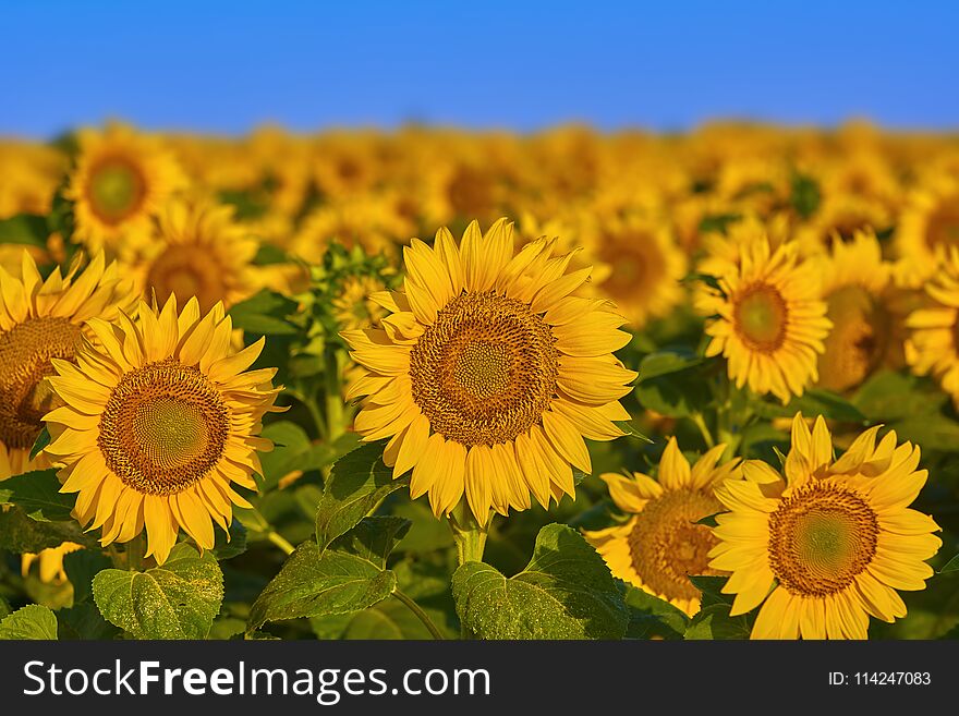 Field of Sunflowers in Bulgaria