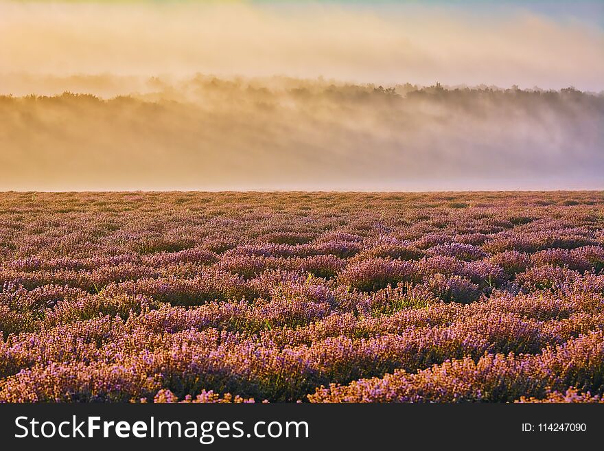 Sunrise over Lavender Field in the Morning