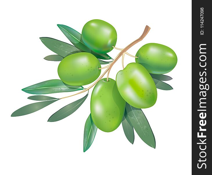 Realistic 3d Green Olive Branch With Leaves Isolated On White