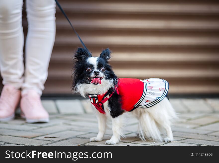 A black fluffy white, longhaired funny dog female sex with larger eyes, Chihuahua breed, dressed in red dress. animal stands at fu