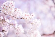 Beautiful Cherry Blossom Sakura In Spring Time Over Sky.Cherry Blossom In Full Bloom. Royalty Free Stock Photos Beautiful Cherry Blossom Sakura In Spring Time Over Sky.Cherry Blossom In Full Bloom. Royalty Free Stock Photos