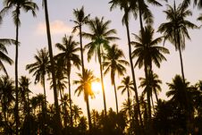 Coconut Palm Tree Stock Photos