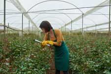 Free Growing Roses Stock Image - 114258121