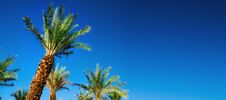 Green Tropical Palm Trees Over Clear Blue Sky. Summer And Travel Concept. Holiday Background. Palm Leaves And Branches Royalty Free Stock Image