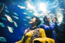 Adult Man And Woman Tourists Watching Fishes In The Aquarium Tunnel Royalty Free Stock Image