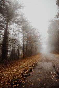 Beautiful View Of A Road In The Middle Of Fog, With Trees At The Sides And Leaves On The Ground Stock Image