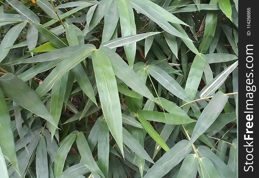 A set of leaves of beautiful bamboo