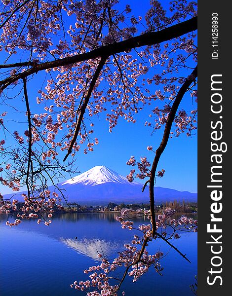 Cherry blossoms and inverted Mt. Fuji with blue sky from `Ubuyagasaki`