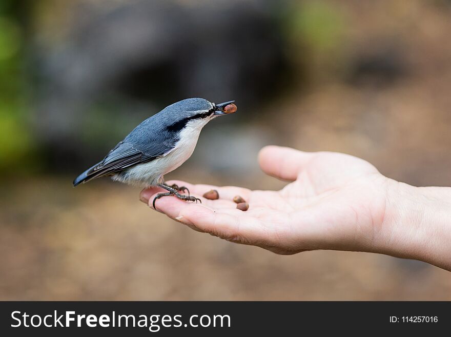 Nuthatch On The Hand In The Park