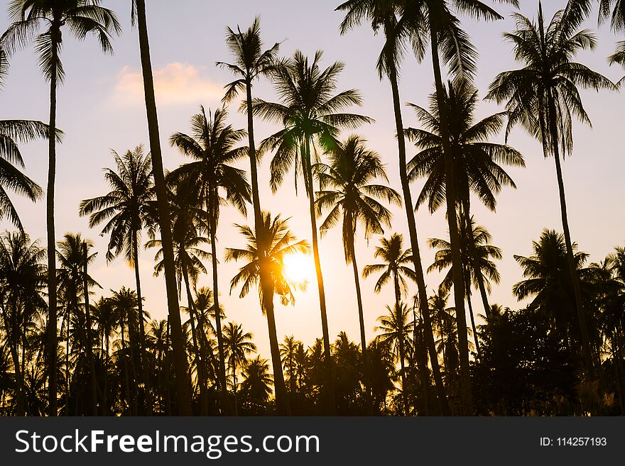 Beautiful tropical coconut palm tree on sky - Vintage Filter