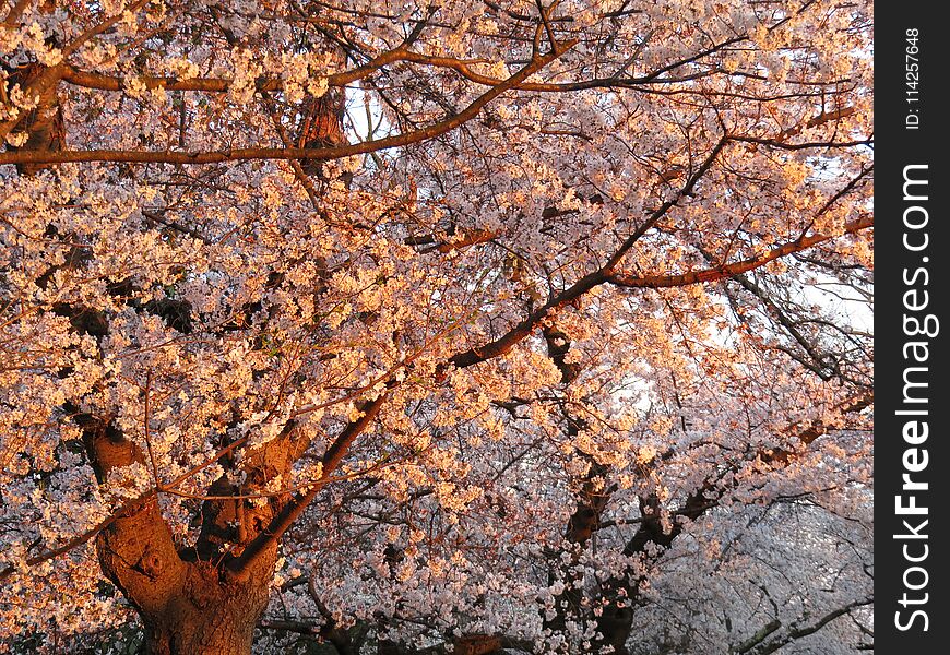 Photo of cherry blossoms in kenwood maryland at sunset in april. Photo of cherry blossoms in kenwood maryland at sunset in april.