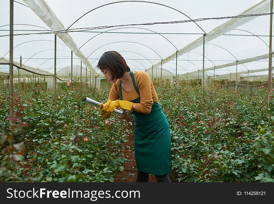 Young Vietnamese woman growing roses in greenhouse