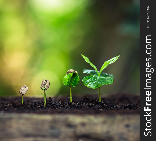 Coffee seed tree sapling in nature