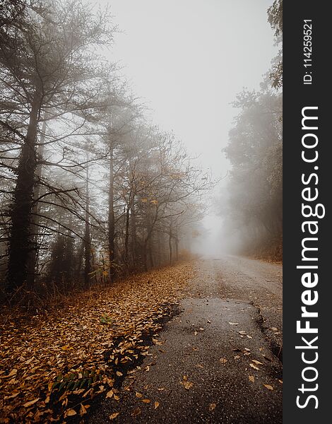 Beautiful view of a road in the middle of fog, with trees at the sides and leaves on the ground