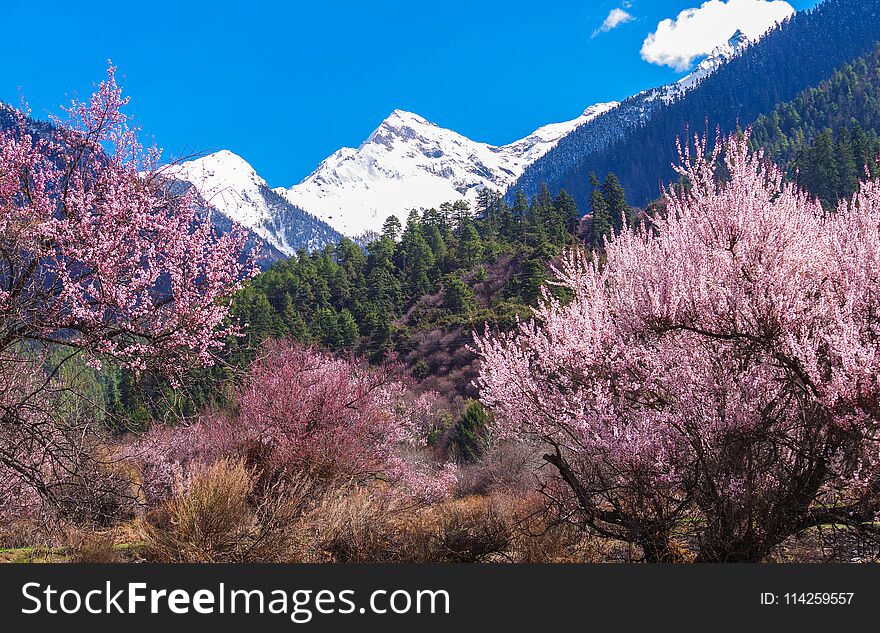 Peach blossoms in the snow mountain