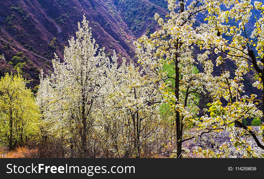 In spring , white pear blossoms are in full bloom in the valley , SiChuan province , China. In spring , white pear blossoms are in full bloom in the valley , SiChuan province , China