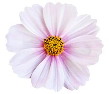 Beautiful White Cosmos Flower Isolated On White Background Royalty Free Stock Images