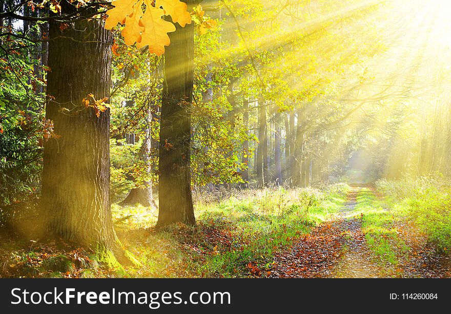 Autumn in the forest with the sun rays. Autumn in the forest with the sun rays.