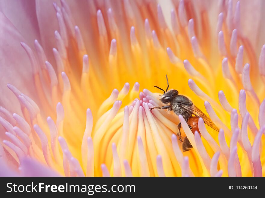 Close up honey bee working on lotus flower