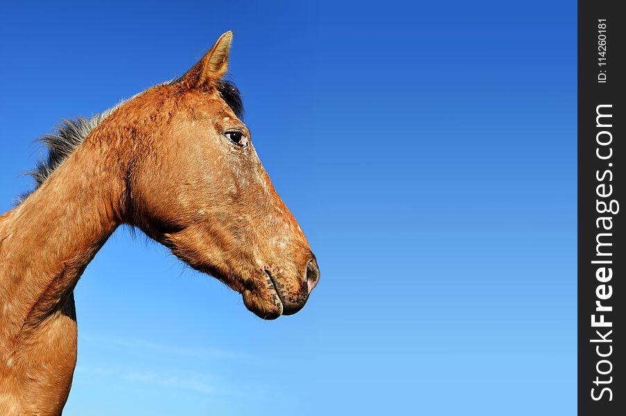 Portrait of a brown horse with blue sky in the background. Portrait of a brown horse with blue sky in the background.