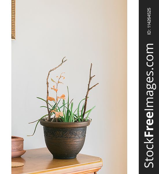 Green Aloe Vera Plant With Brown Ceramic Plant Pot