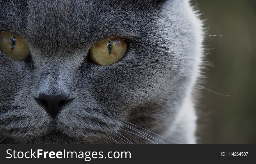 Shallow Focus of Gray Tabby Cat