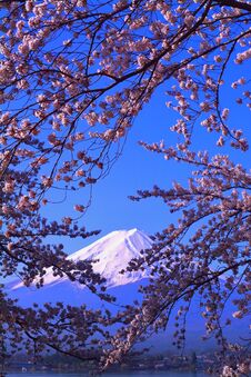 Cherry Blossoms In Blue Sky And Mt. Fuji From Lake Kawaguchi Japan Stock Image