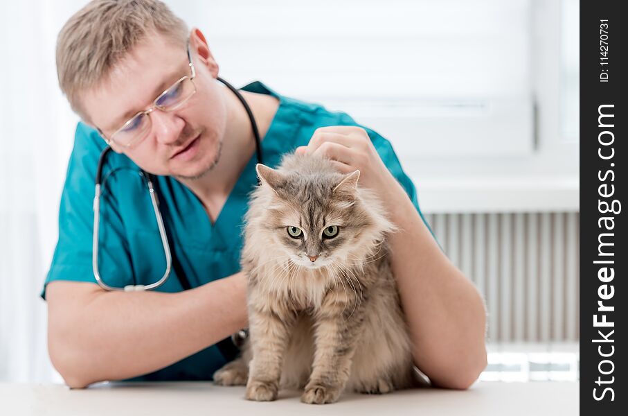 Veterinarian checking up grey cat at veterinary office. Veterinary doctor regular check-up for a cat. Pet healthcare concept. Veterinarian checking up grey cat at veterinary office. Veterinary doctor regular check-up for a cat. Pet healthcare concept