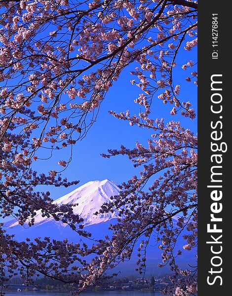 Cherry blossoms in blue sky and Mt. Fuji from Lake Kawaguchi Japan 04/10/2018