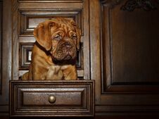 Bordeaux Dog Puppy - French Mastiff - Eight Weeks Royalty Free Stock Photography