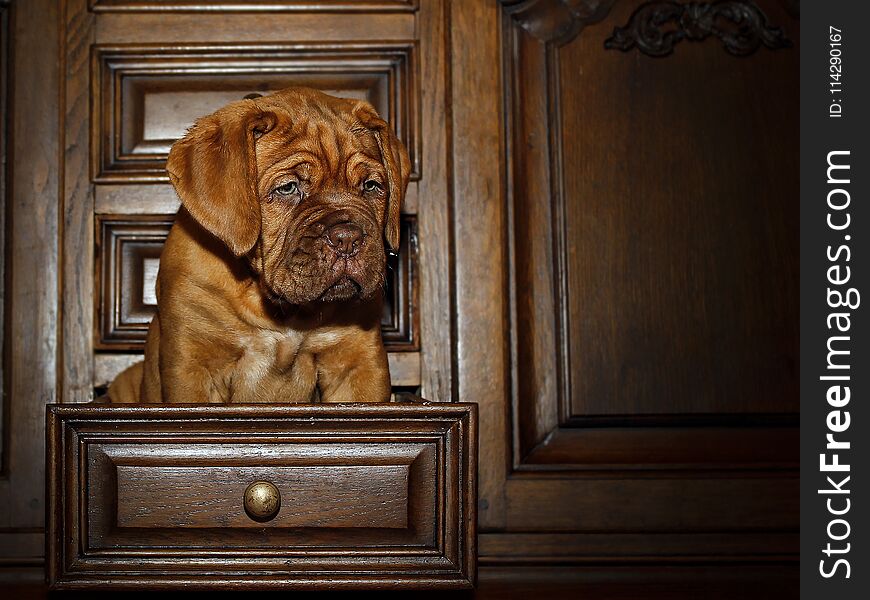 Bordeaux Dog Puppy - French Mastiff - Eight Weeks - Funny