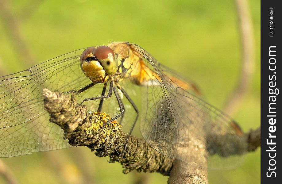 Insect, Dragonfly, Dragonflies And Damseflies, Invertebrate