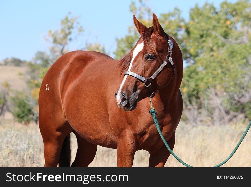 Horse, Bridle, Halter, Rein