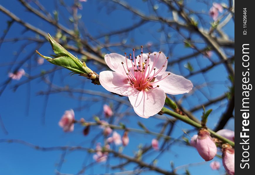 Blossom, Branch, Spring, Flower