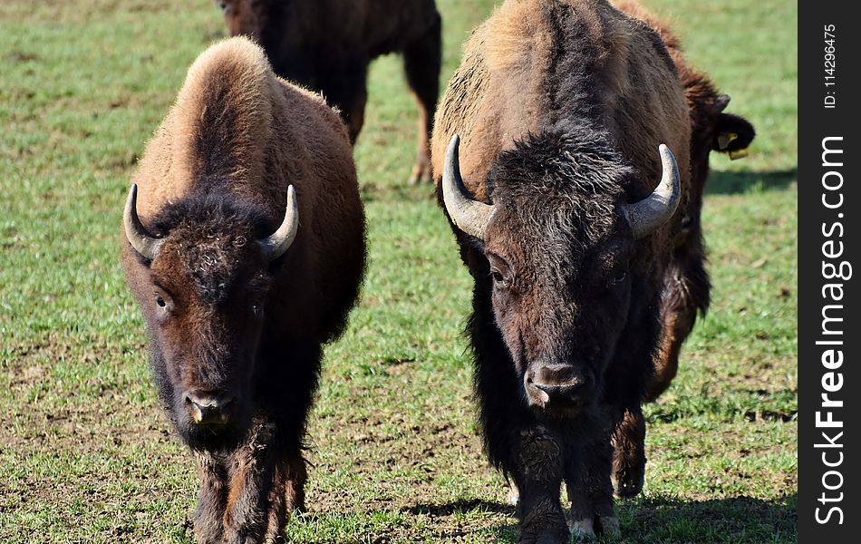 Bison, Cattle Like Mammal, Grazing, Grassland