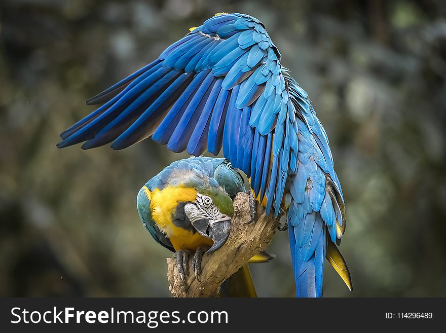 Bird, Macaw, Beak, Parrot