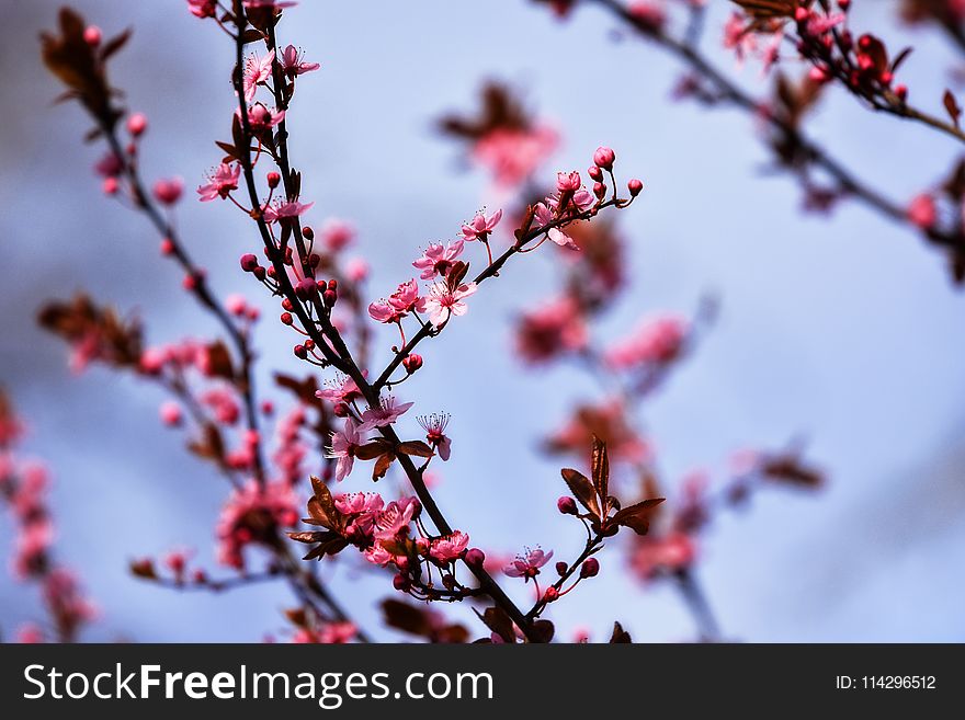 Blossom, Branch, Pink, Spring